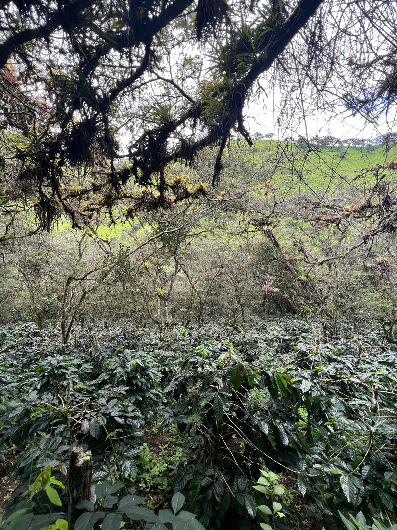 Hacienda La Florida Catucai