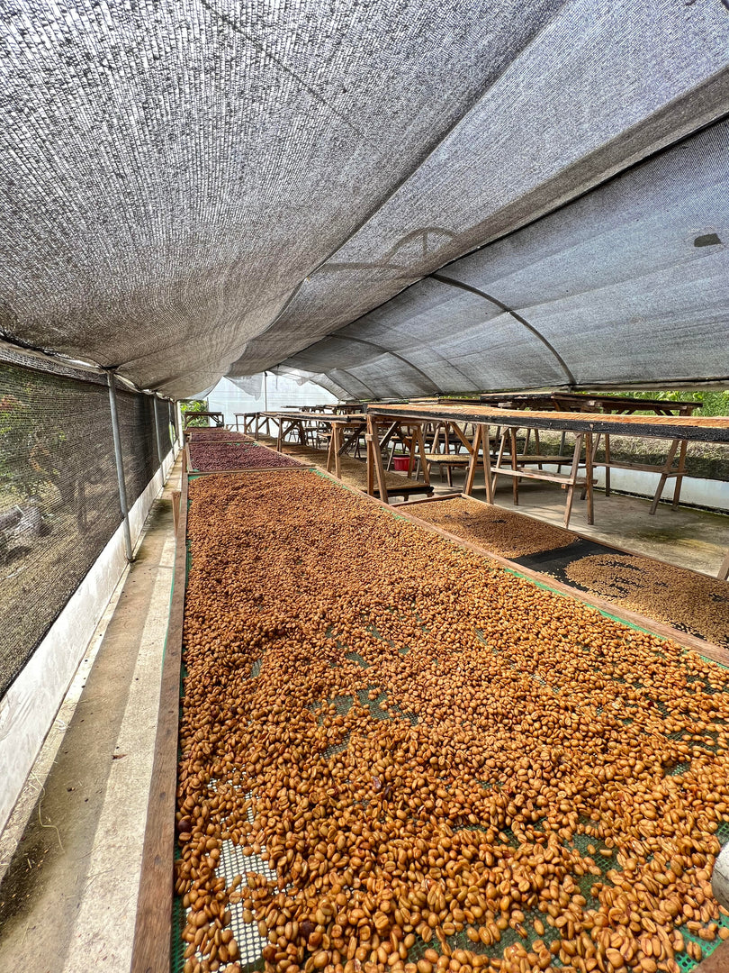 Hacienda La Florida Catucai